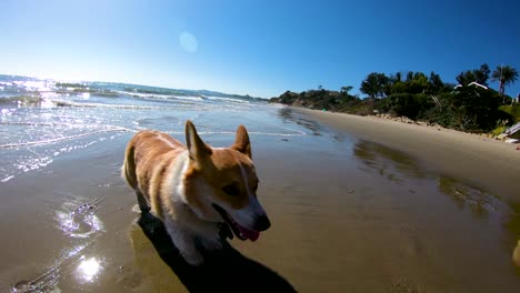 corgi dogs run along a beach in southern california in slow motion