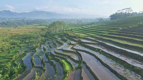 Drone-Vuela-Sobre-Un-Hermoso-Campo-De-Arroz-Con-Los-Agricultores-Están-Trabajando-En-él