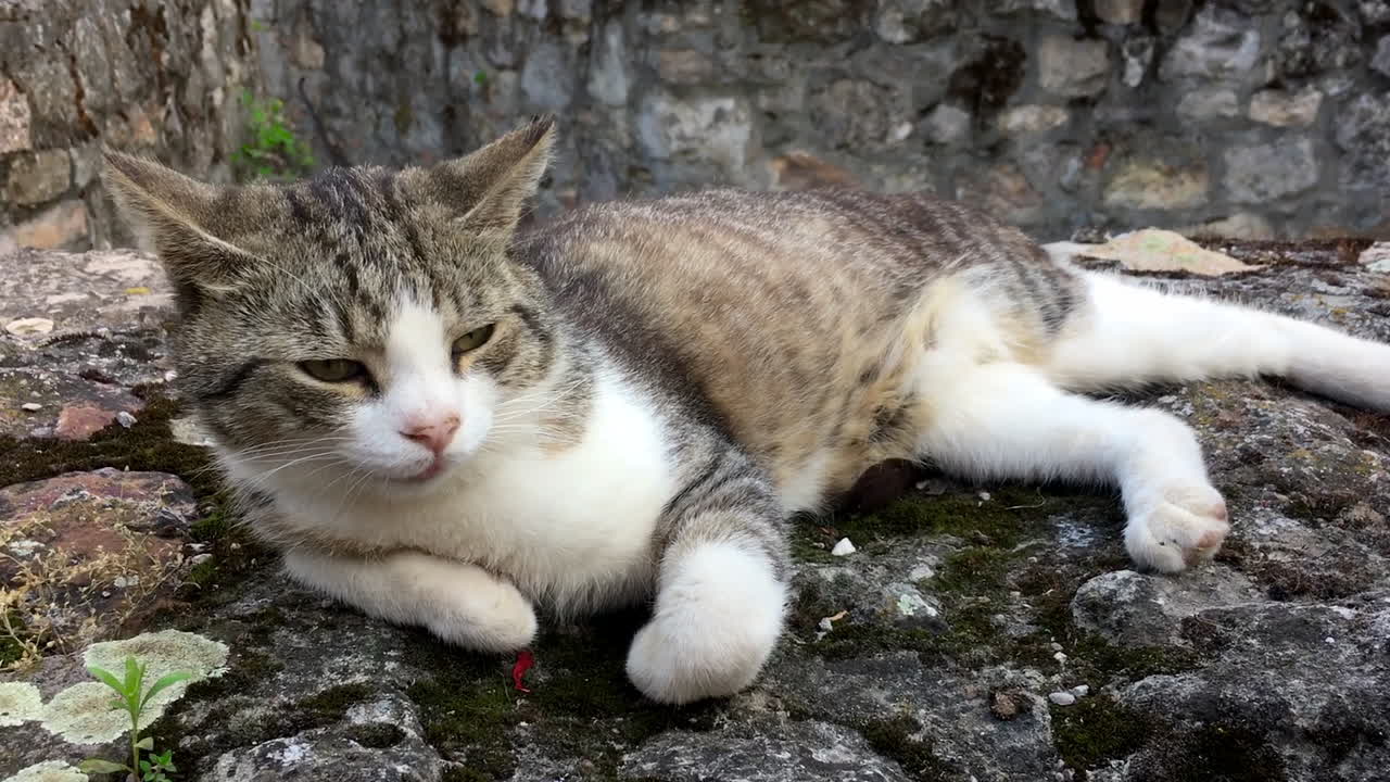 Gatto assonnato su un muro di castello.