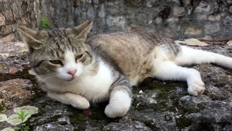 mascota gato soñoliento en la pared del castillo