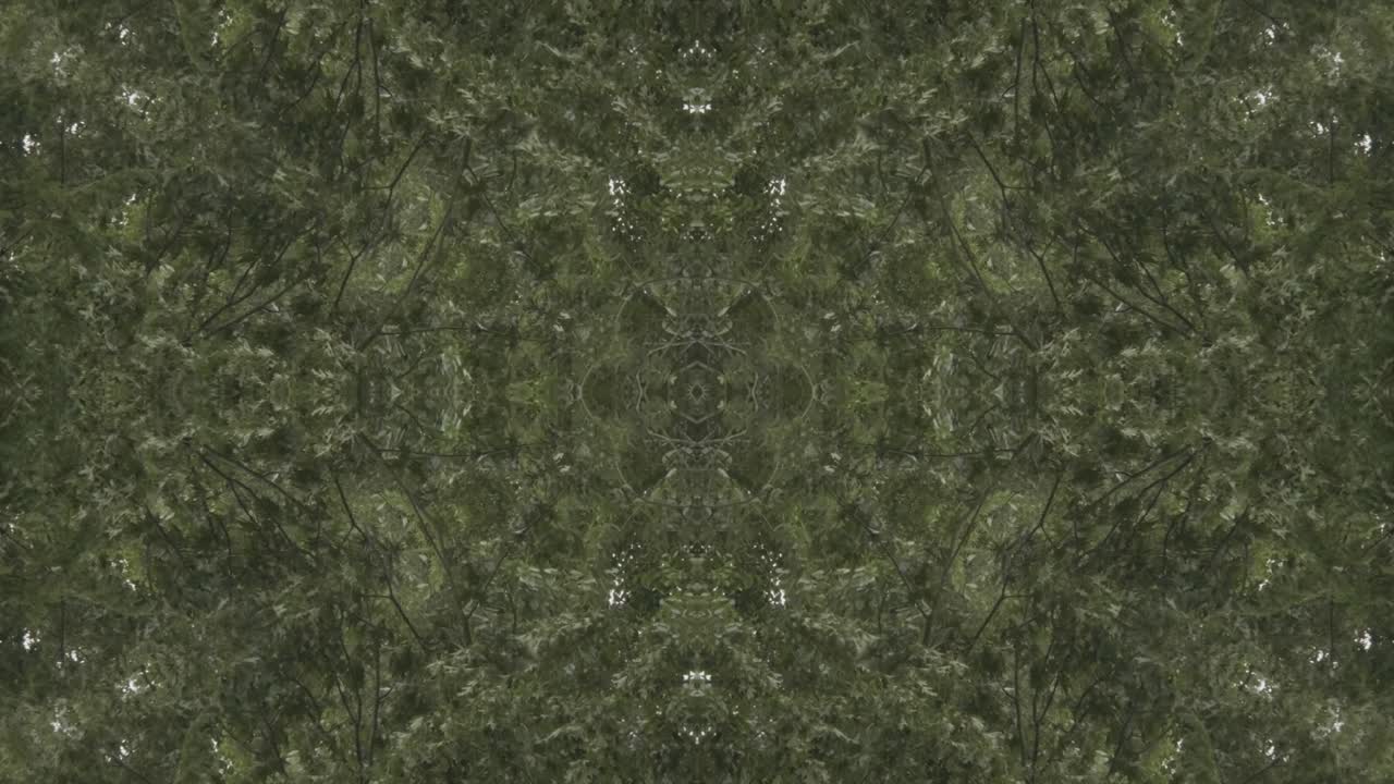 Greenery Kaleidoscope using forest imagery from Wissahickon Creek, Philadelphia, #63