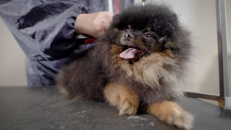 fotografía de cerca de un peluquero cepillando el pelaje de un perro
