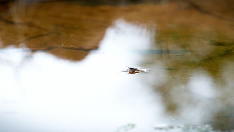 a gerris or water bug swims on the surface of the water in search of mosquito larvae
