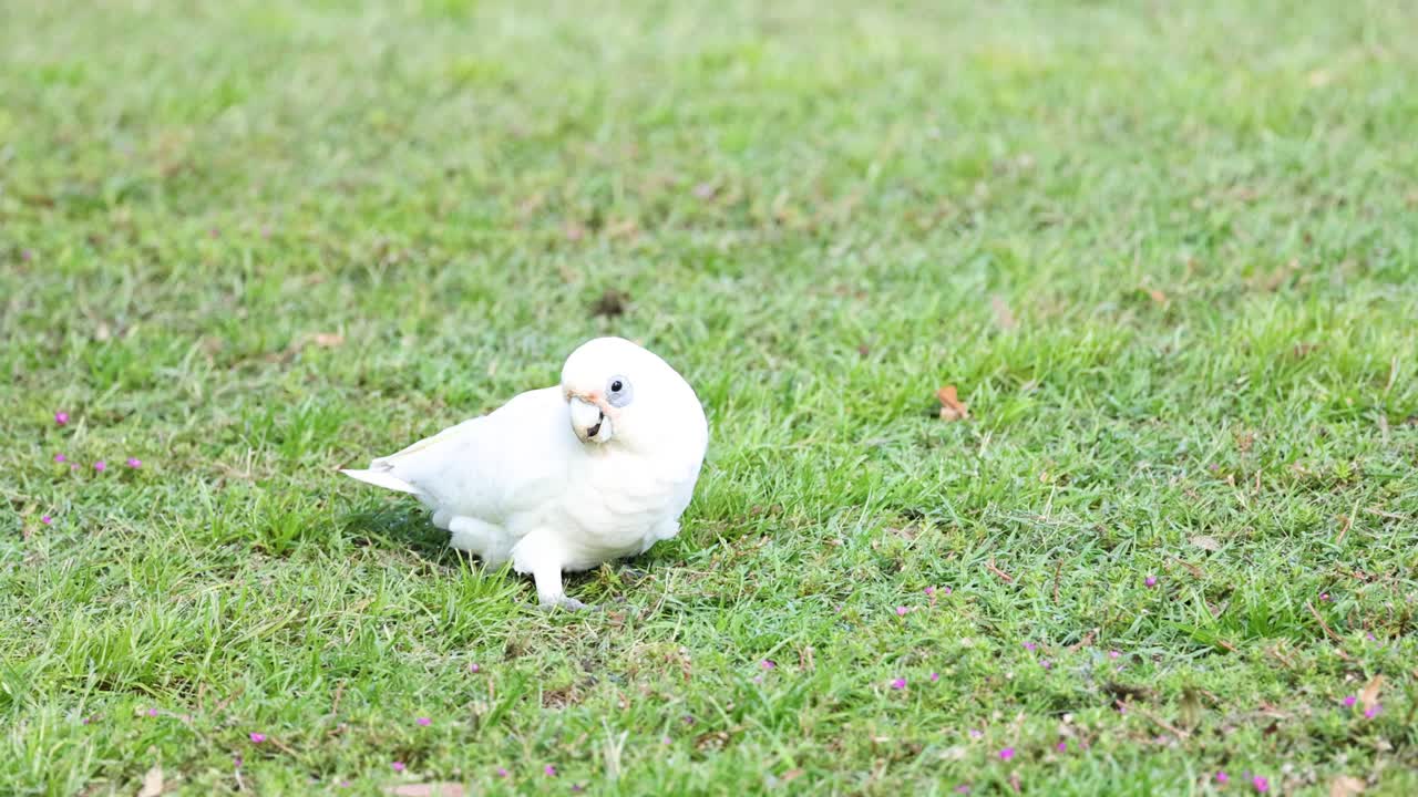 Bird walks, pecks ground, then flies away.
