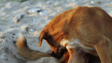 a handheld shot of a stray dog with brown fur, bitting its tail as it is irritated with fleas, ticks etc, beach of thailand