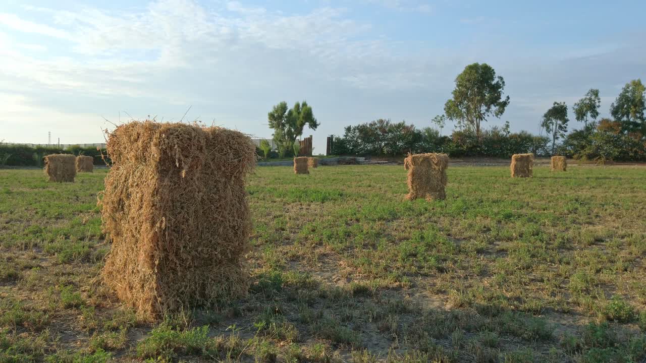 pilas de balas de heno de alfalfa cuadradas secas en el campo, día soleado al aire libre