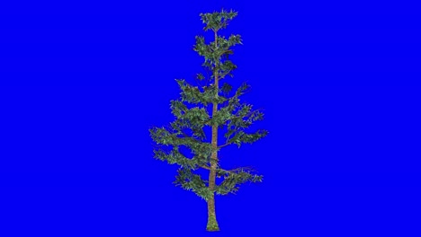 3d white fir tree with wind effect on blue screen 3d animation