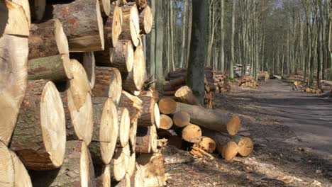 stacks of sawed tree trunks in the forest