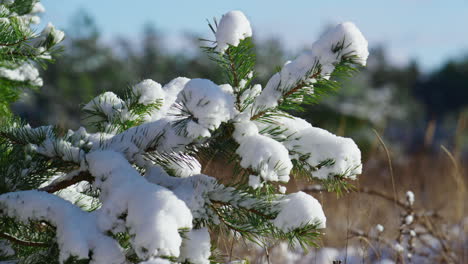 Snow-lying-pine-tree-branch-at-sunlight-close-up.-Spruce-standing-in-forest.