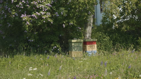 honey bees swarming hive boxes in green field