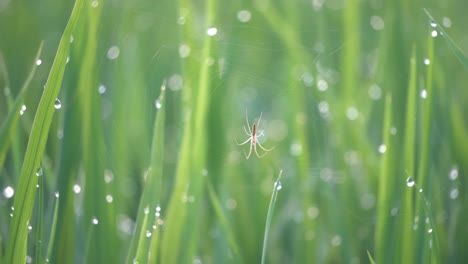 Enfoque-Selectivo-Una-Araña-En-La-Red-Con-Gotas-De-Agua-De-Fondo