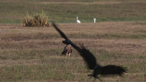 Resting-on-the-grass-as-crows-flyby-during-the-early-hours-of-the-morning,-Black-eared-Kite-Milvus-lineatus-Pak-Pli,-Nakhon-Nayok,-Thailand