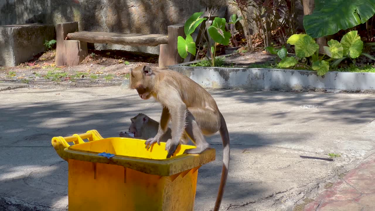 원이가 카오케오 동물원에서 쓰레기통을 탐험하고 있습니다.