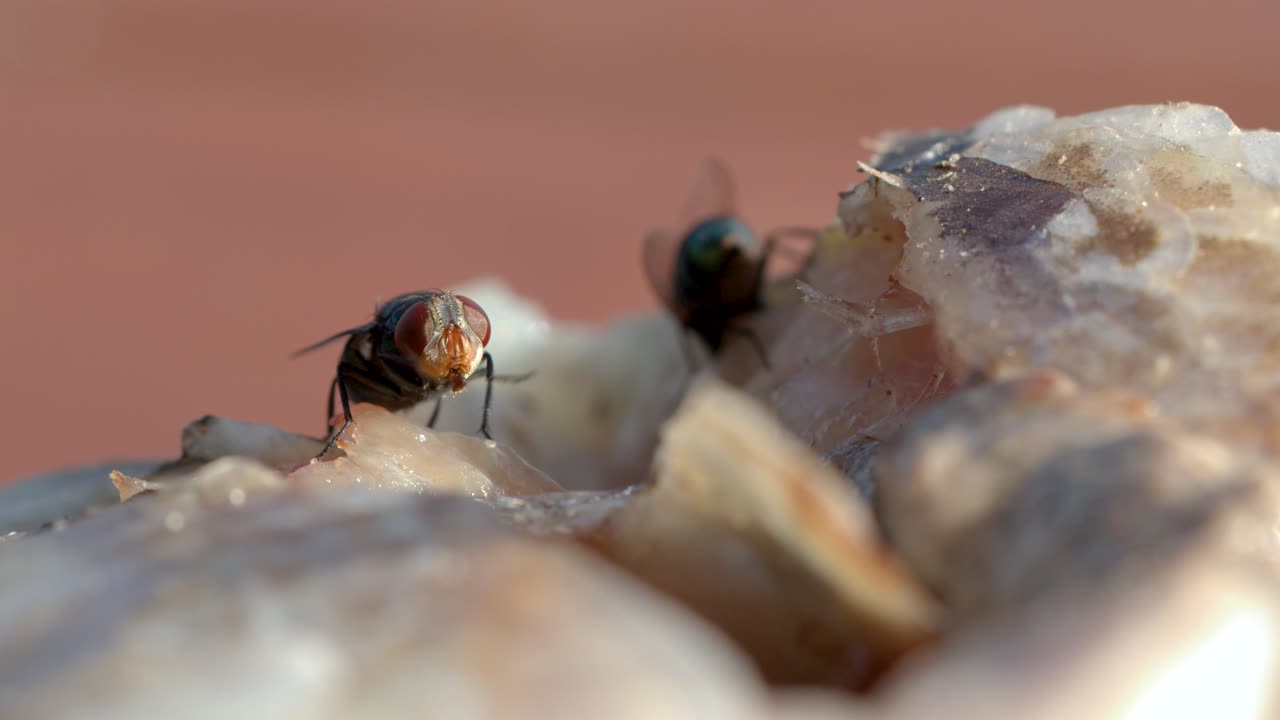 Macro di mosche Chrysomya megacephala che si nutrono di carcasse di pesce in decomposizione con luce naturale