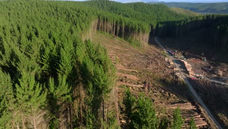 aftermath of deforestation of pine forest in new zealand,aerial view