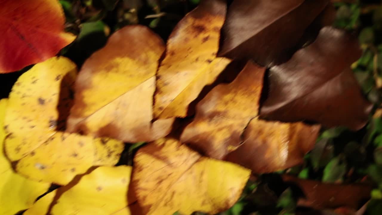 Sfondo a Colori con Foglie Autunnali