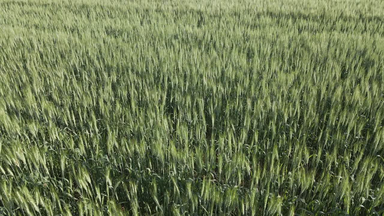 Drone flying slowly forward just above the top of a field of green wheat.