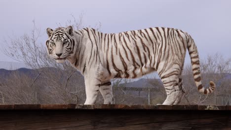 white tiger lifts head to look at your slomo