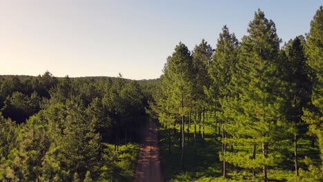 dirt road with pine trees