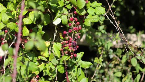las moras maduras colgando de las vides verdes y exuberantes