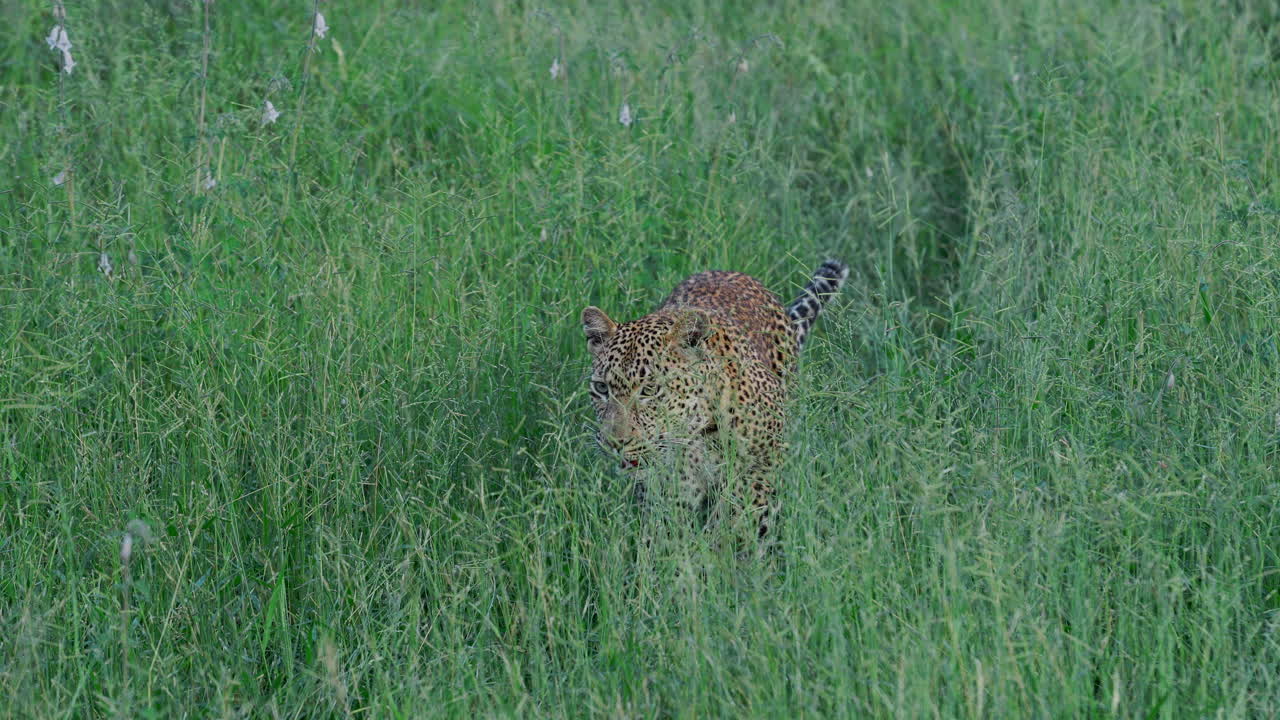 Leopard in tall grass