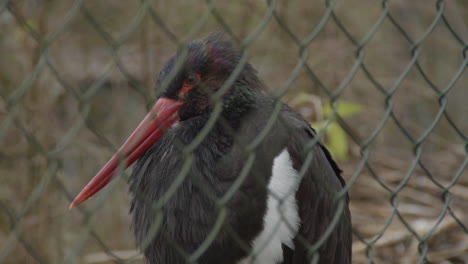 Cerca-De-Cigüeña-Negra-En-Enjaulamiento-De-Aves