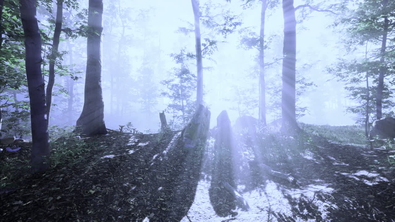 Sunlight filters through a misty forest creating a serene atmosphere