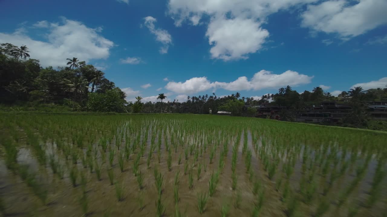 Drone View of Green Rice Terraces and Paddy Fields in Tropical Landscape