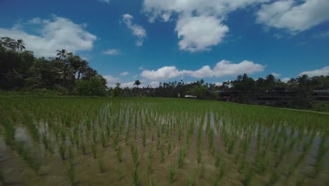 Drone View of Green Rice Terraces and Paddy Fields in Tropical Landscape