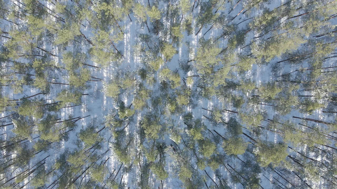 Top down aerial of treetops in beautiful forest in winter