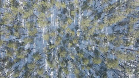 top down aerial of treetops in beautiful forest in winter