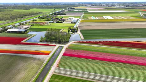 aerial footage of colorful tulip fields in the netherlands