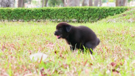 cachorro negro callejero cagando en la hierba de un parque