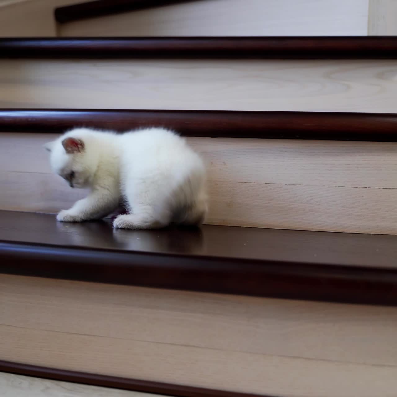 Gatto che gioca con un topo di peluche