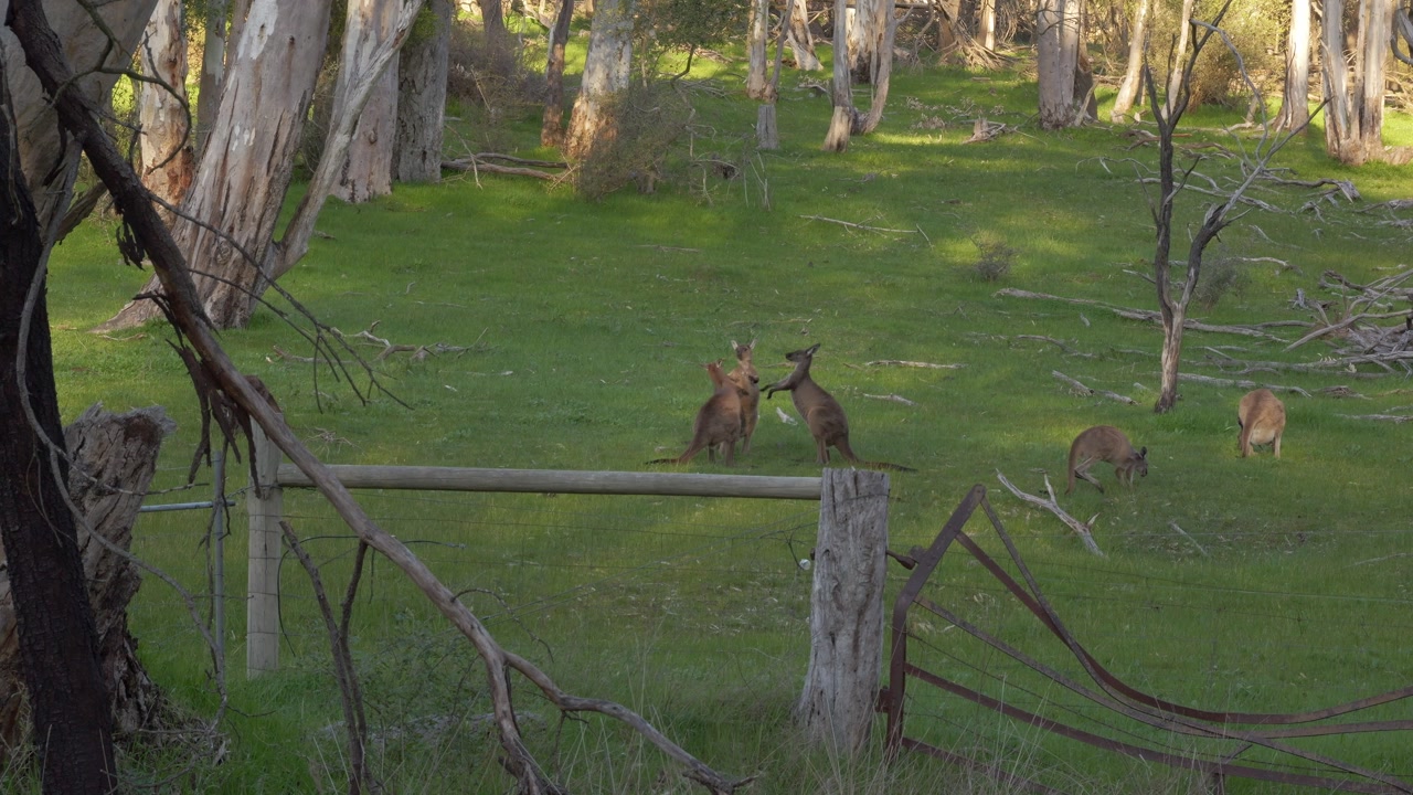 Western Grey Kangaroos In Conservation Area In The Barossa Valley Region, Australia. Static Shot