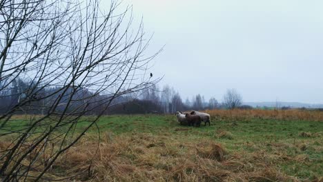 Static-wide-angle-view-of-a-group-of-white-and-brown-sheep-on-countryside-field,-overcast-blue-sky-day,-leafless-winter-tree-branches-on-foreground