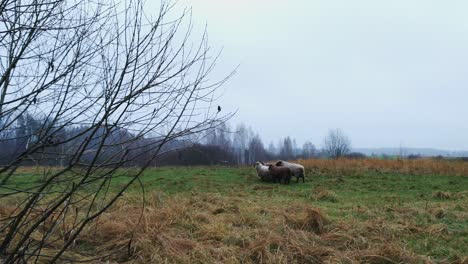 static wide-angle view of a group of white and brown sheep on countryside field, overcast blue sky day, leafless winter tree branches on foreground