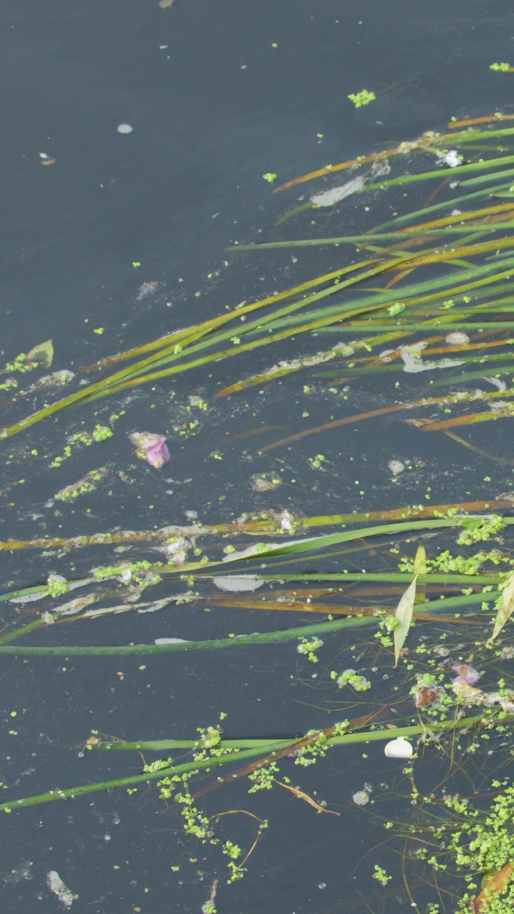 Piante acquatiche, alghe e detriti galleggiano sull'acqua del fiume, luce naturale del giorno, lento movimento laterale della telecamera