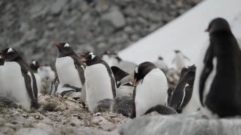 Cámara-Lenta-De-La-Colonia-De-Pingüinos-En-La-Antártida