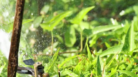 plantas de riego con rociador en un jardín soleado