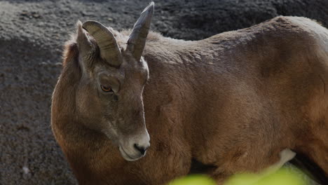 female goat against a rocky background