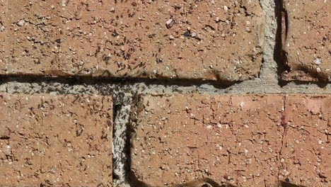 Ant-colony-with-many-worker-ants-coming-and-going-from-nest-buried-in-brick-wall