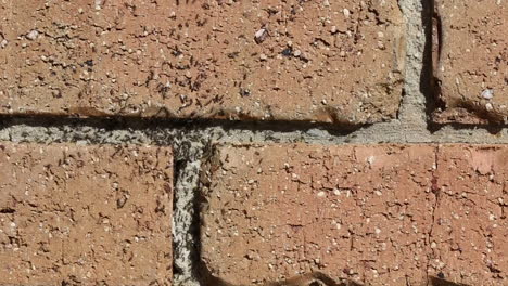 ant colony with many worker ants coming and going from nest buried in brick wall