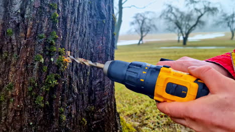primer plano de un macho caucásico perforando un árbol para la inyección, perforando agujeros en el tronco