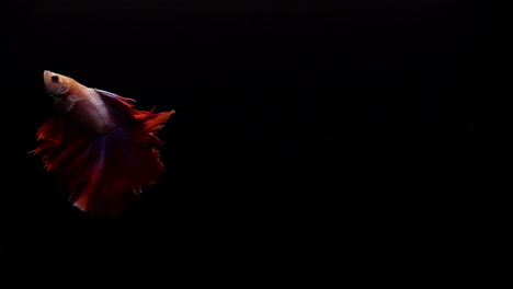 vibrant and colourful siamese fighting fish betta splendens, also known as thai fighting fish or betta, a popular aquarium fish in super slow motion on black background