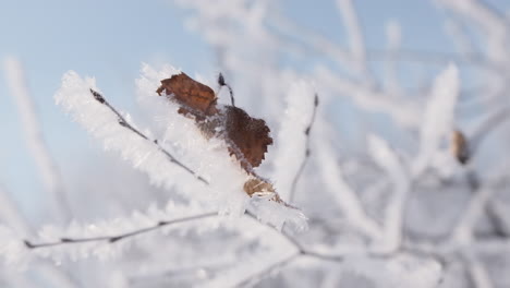 frozen leaf on a branch