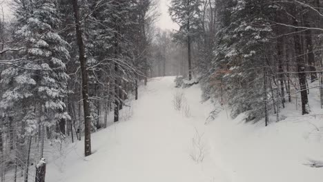 aerial dolly in heavy snow conditions through white pine trees along path