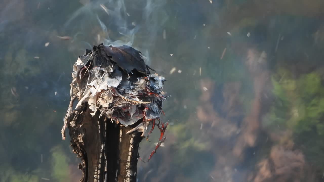 - 연기 - 불 나무