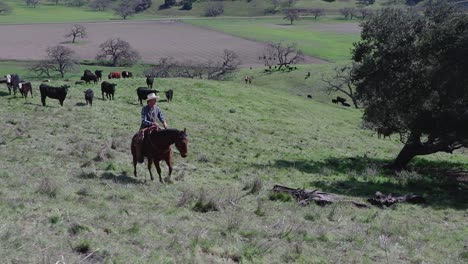 ángulo de arriba hacia abajo de un vaquero cabalgando sobre su ganado