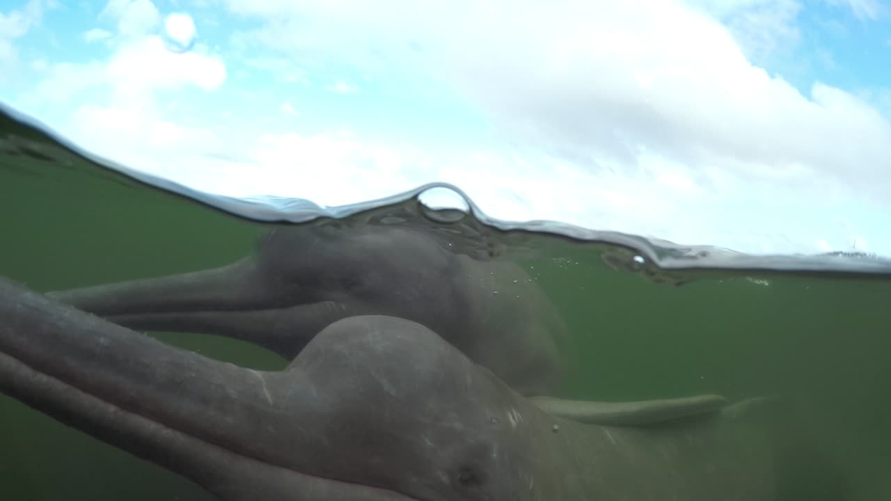 video submarino de 2 delfines de río nadando juntos en un río amazonas, para, brasil